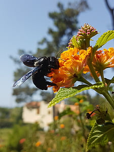 Bee, blomma, svart hornet, makro, insekt