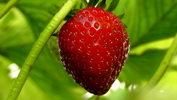 jordbær, bær, frukt, frukt, mat, rød, jordbær busk