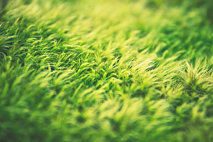 zelena, trava, priroda, travnjak, Sunce, ljeto, dan