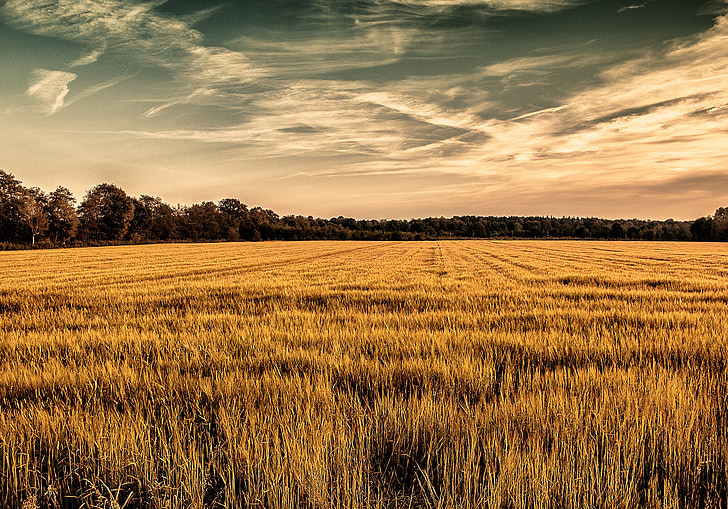 kukurūzas laukā, debesis, dzeltena, koki, daba, lauksaimniecība, graudaugi