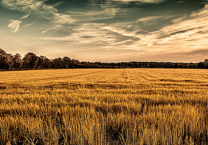 polje kukuruza, nebo, žuta, stabla, priroda, Poljoprivreda, žitarice