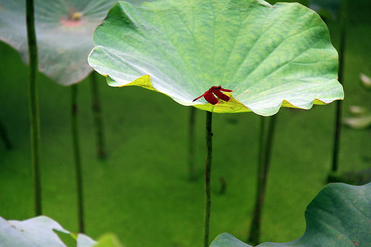 liść lotosu, czerwone ważki, rzęsy, zielony, Stojak, zielony parasol, naturalne