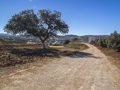 encina, path, bed and breakfast, blue sky, olive trees, landscape, trees