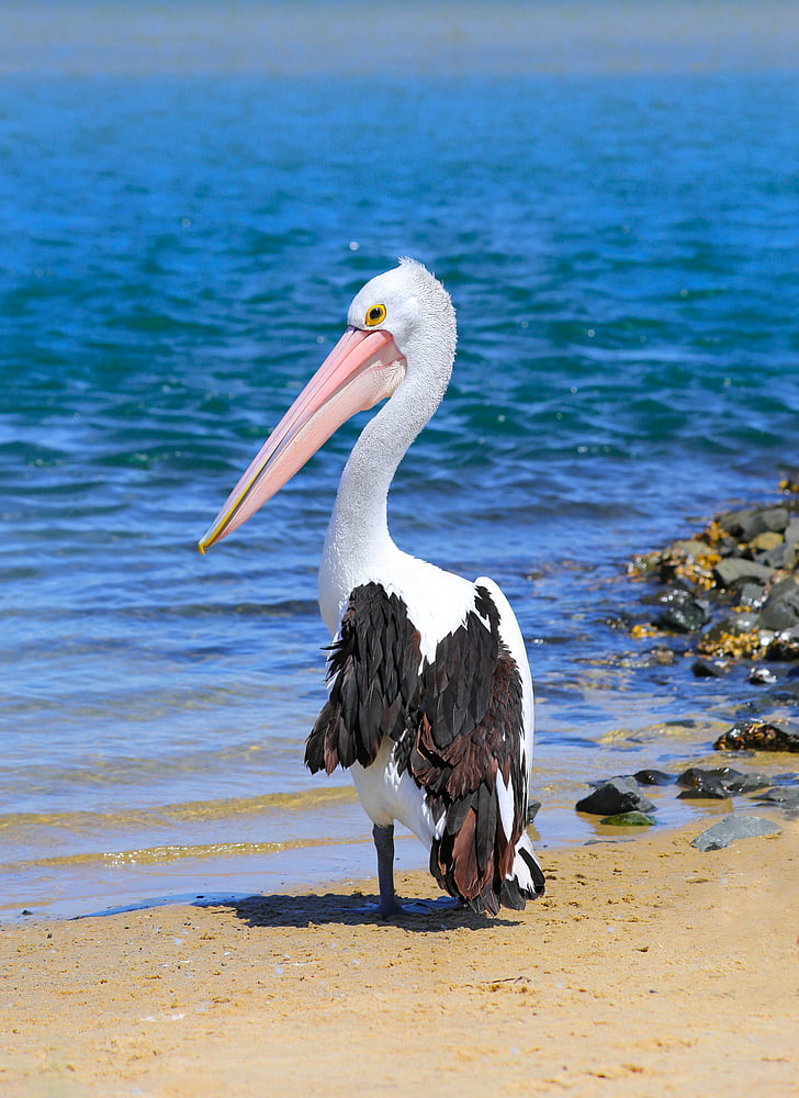 pelican, water, ocean, bird
