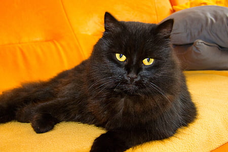 gato, Tomcat, Ver, animal, mascota, resto, gato negro