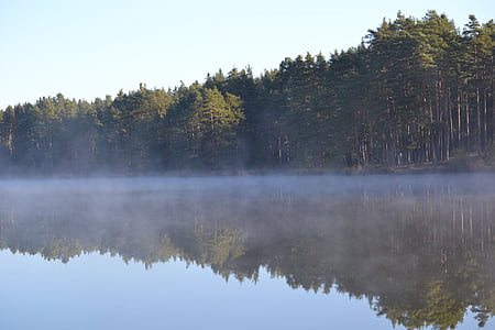 自然, 雾, 沉默, 水, 池塘, 吸烟, 森林