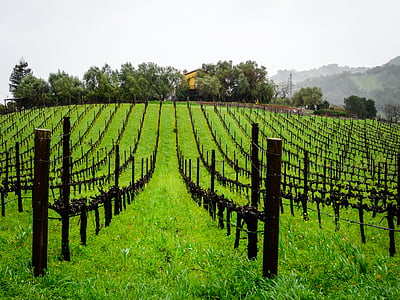 vinya, sèrie, paisatge, vinyes, vi, vinya, planta