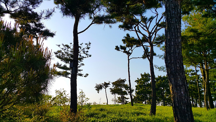 pine, wood, arboretum, blue, nature, landscape, greenness