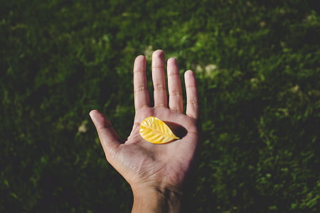 person, holding, yellow, leaf, grass, hand, human hand