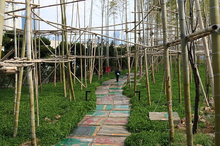 bambu, floresta, Ecologia, Gil, pé, natureza