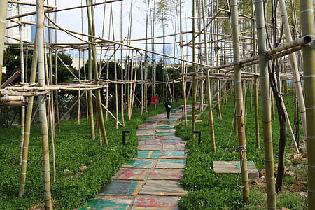 bambus, Les, Ekologie, Gil, chůze, Příroda