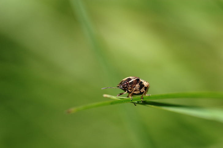 macro, green, insect, nature, herbs