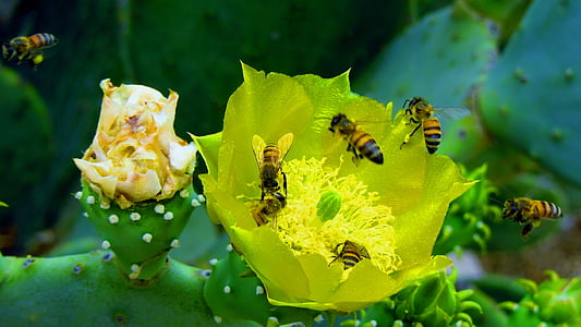 Honey, včela, včely, Příroda, kaktus, poušť, dezert