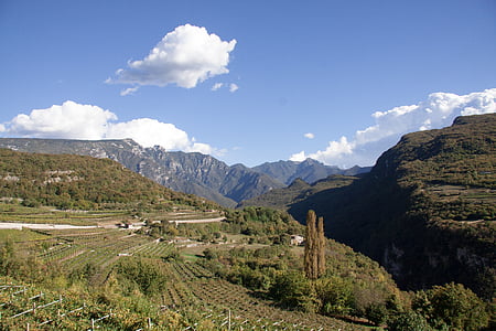 vineyard, slope, wine, winegrowing, vine, rebstock, landscape