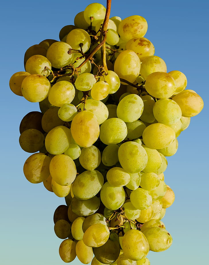 raisins, fruits, viticulture, vin, vert, raisins verts, manger