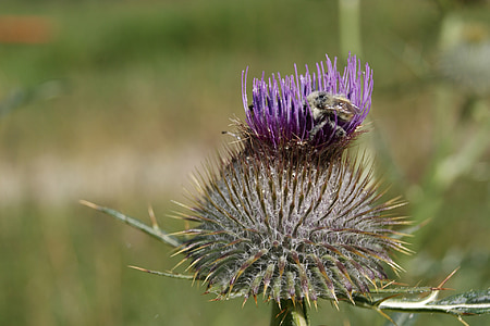 insect, flower, thistle, pollination, insects, flowers, prato