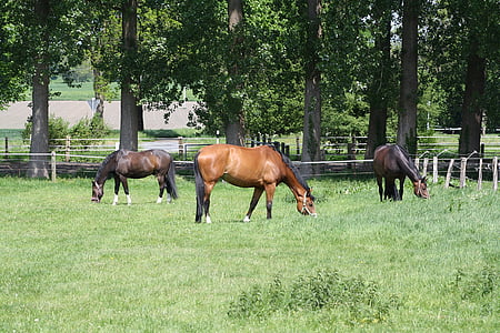 arklys, žolės, ganyklos, rudos spalvos, arklių grupė, gyvūnų, Gamta