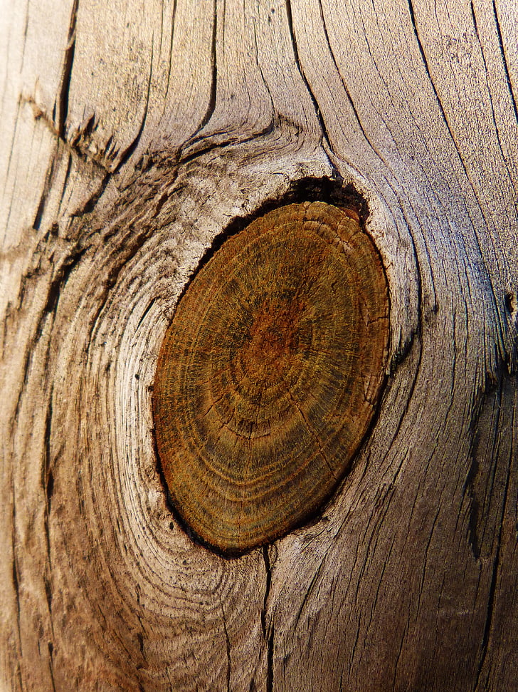 bois, nœud, tronc, texture, pin, Browns, écorce d’arbre
