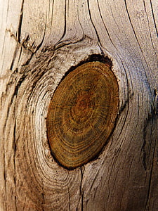 legno, nodo, tronco, trama, pino, Browns, corteccia di albero