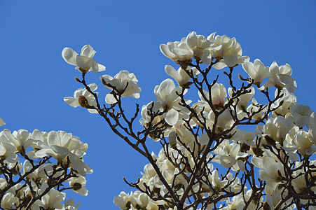 Magnolia, flores, Blanco, puro, árbol, primavera, cielo
