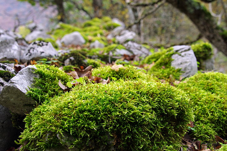 hutan, Underwood, Lumut, musim gugur, Taman Nasional abruzzo, Taman Nasional Abruzzo, warna hijau