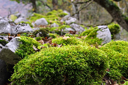 Les, Underwood, mech, podzim, Národní park abruzzo, Národní park Abruzzo, zelená barva