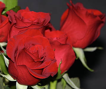 rosas rojas, Rosebud, flores, fragante, Perfume, bonita