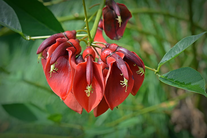 cây San hô, họ đậu, Erythrina galli-mào, Blossom, nở hoa, Hoa, màu đỏ