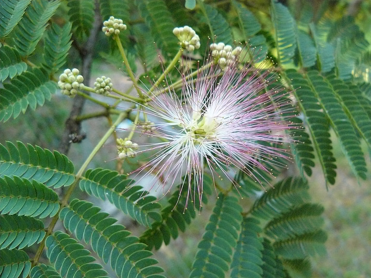 Mimosa, planta, árbol de Mimosa, árbol, flor, Acacia, flor