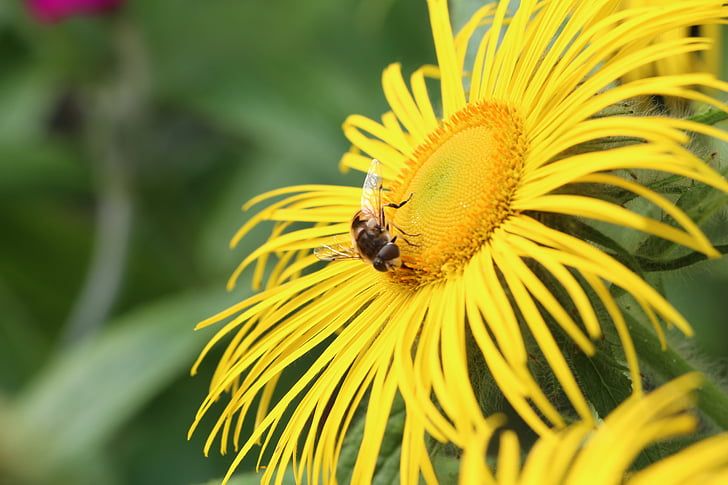 blomst, Bee, insekt, hage, natur, gul, anlegget