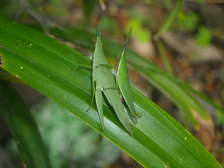 grasshopper, green, males, females, mating, leaf, pandan