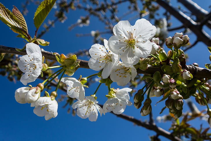Sakura, bunga, Blossom, musim semi, Cherry, alam, cabang