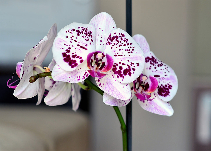 orquídia, blanc, flor, natura, planta, bonica, plantes ornamentals