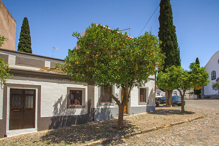 träd, Orange tree, frukt, Portugal