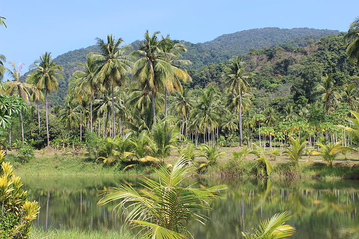 esőerdő, pálmafák, folyó, Thaiföld, Palm, dzsungel, trópusi