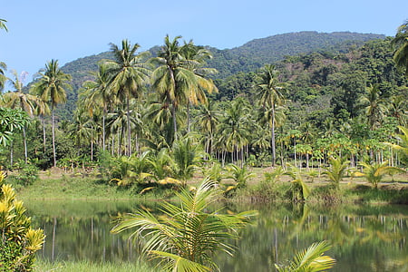 deštný prales, Palmové stromy, řeka, Thajsko, dlaně, džungle, Tropical