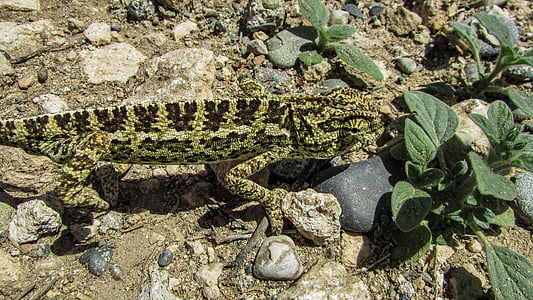 Chipre, Camaleón, animal, reptil, flora y fauna, fauna, verde