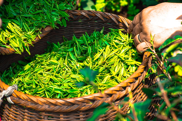 trà, lá, Trung Quốc, màu xanh lá cây, lá trà, thảo dược, trà xanh
