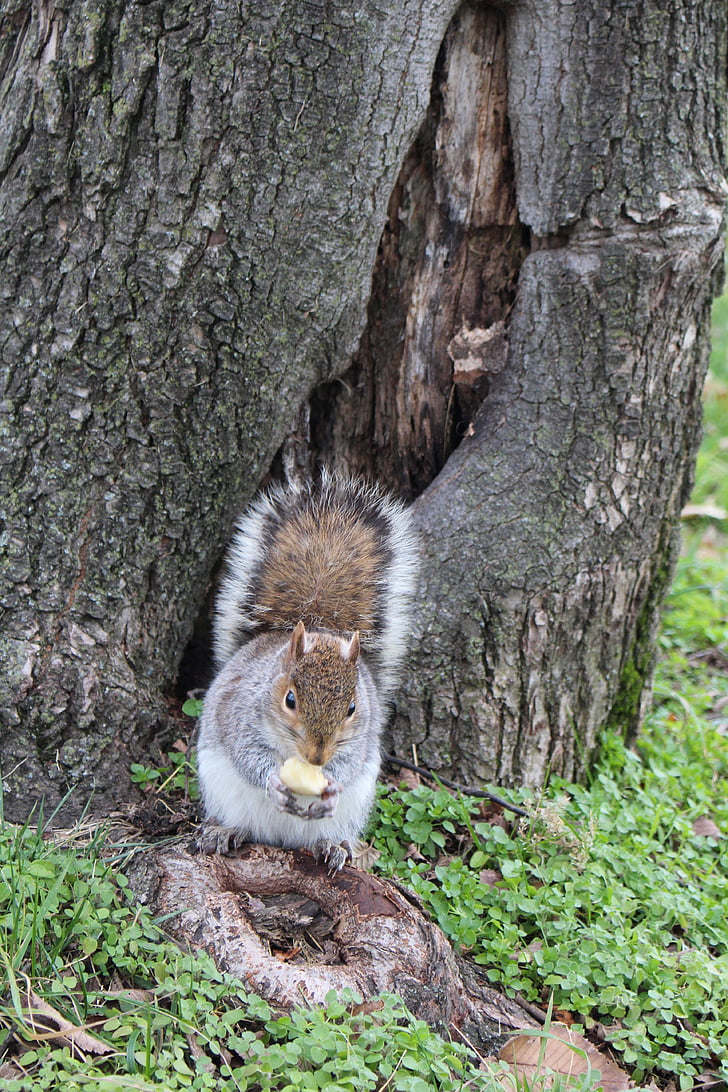 squirrel, acorn, animal, forest, wildlife, furry, rodent