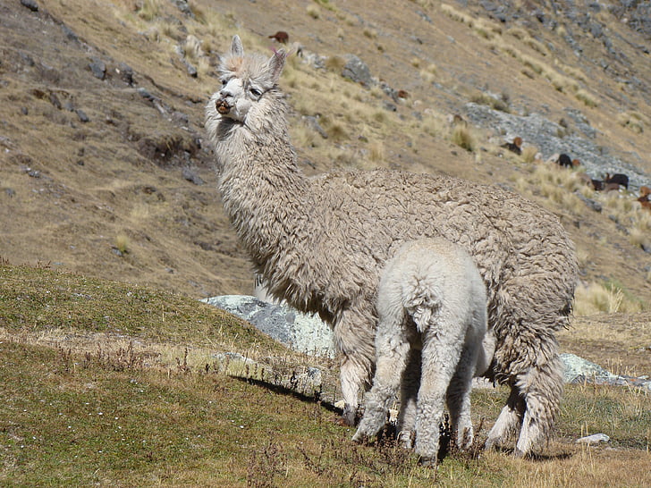 Renaixement de Lama, Perú, mare, alimentació, nadó, natura, animals