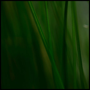 grass, stone, grasses, reed, plant, green, nature