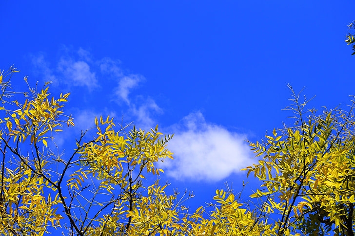 cabang, kuning, pohon, langit, awan, biru