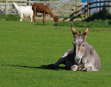 donkey, resting, farm, livestock, grass, summer, ass