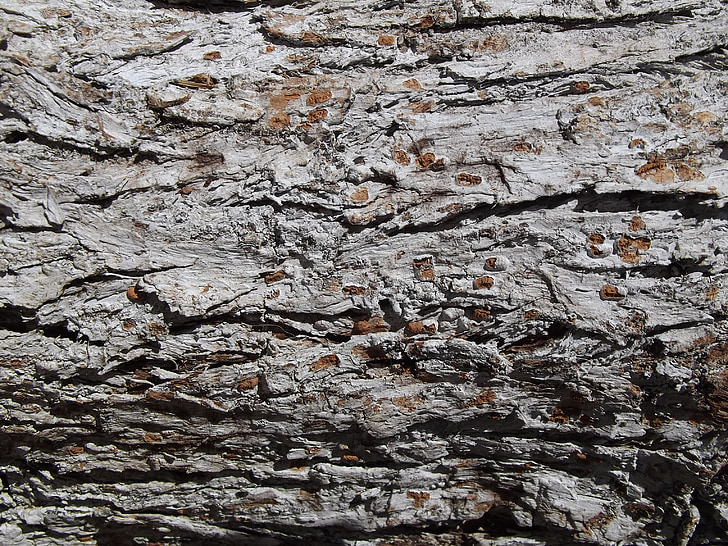 Barken, Tree bark textur, trädstam