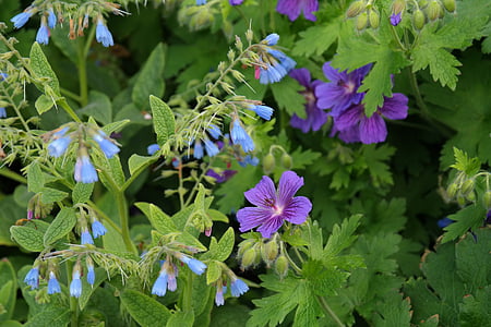 Cranesbill, άνθος, άνθιση, τραχύ comfrey, λουλούδι, μπλε, Symphytum asperum