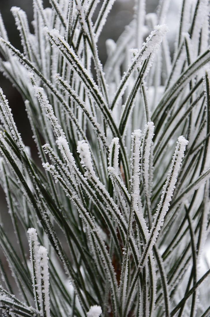 winter, sneeuw, natuur, Pine, boom