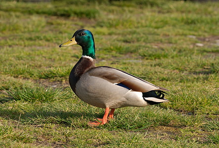 duck, mallard, drake, bird, wildlife, waterfowl, grass