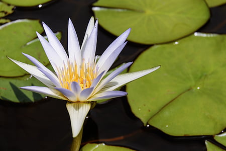 water lily, flower, blossom, bloom, flowers, nuphar lutea, water