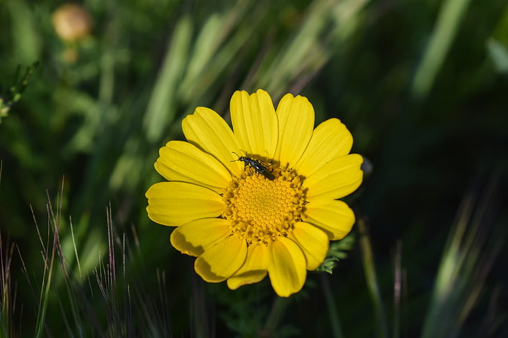 Daisy, serangga, alam, bunga, musim semi, tanaman, kuning