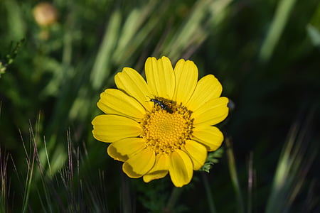 daisy, insect, nature, flower, spring, plant, yellow